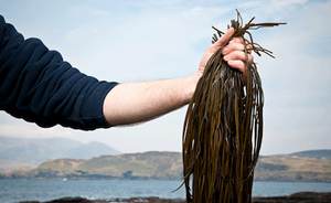 Seaweed and edible insects are superfoods