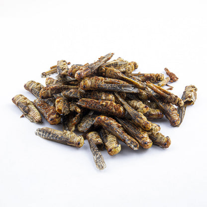 theShow - Grasshoppers Paprika (Special Edition) - 21bites