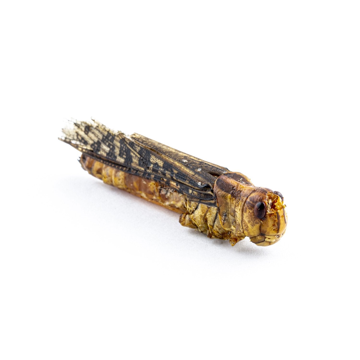 theShow - Grasshoppers Paprika (Special Edition) - 21bites